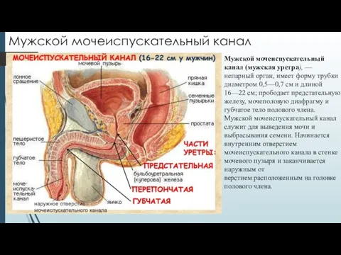 Мужской мочеиспускательный канал Мужской мочеиспускательный канал (мужская уретра), — непарный орган, имеет