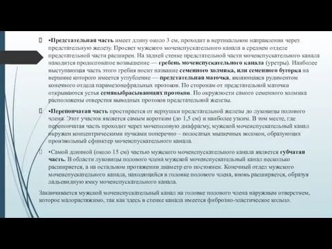 •Предстательная часть имеет длину около 3 см, проходит в вертикальном направлении через