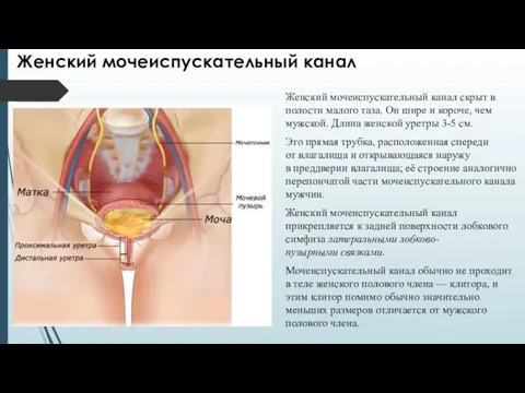 Женский мочеиспускательный канал Женский мочеиспускательный канал скрыт в полости малого таза. Он