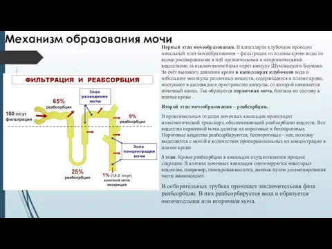 Механизм образования мочи Первый этап мочеобразования. В капиллярах клубочков проходит начальный этап