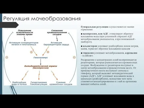 Регуляция мочеобразования Гуморальная регуляция осуществляется такими гормонами: ■ вазопрессин, или АДГ, стимулирует