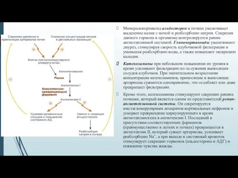 Минералокортикоид альдостерон в почках увеличивает выделение калия с мочой и реабсорбцию натрия.