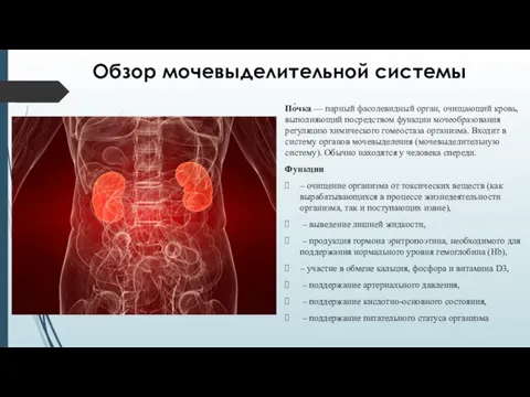 Обзор мочевыделительной системы По́чка — парный фасолевидный орган, очищающий кровь, выполняющий посредством