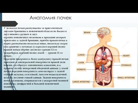 Анатомия почек У человека почки расположены за пристеночным листком брюшины в поясничной