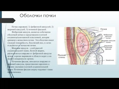 Оболочки почки Почка окружена: 1) фиброзной капсулой; 2) жировой капсулой; 3) почечной