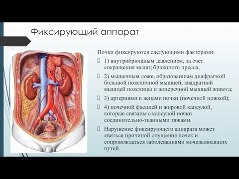 Фиксирующий аппарат Почки фиксируются следующими факторами: 1) внутрибрюшным давлением, за счет сокращения