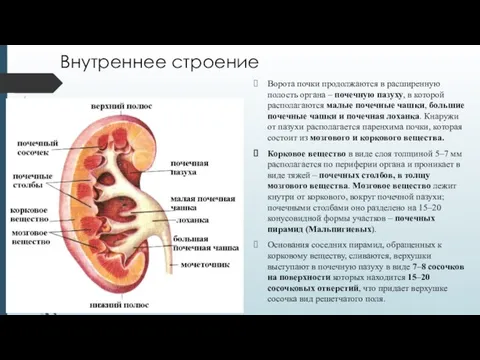 Внутреннее строение Ворота почки продолжаются в расширенную полость органа – почечную пазуху,