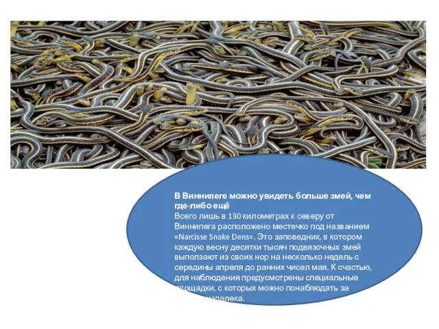 В Виннипеге можно увидеть больше змей, чем где-либо ещё Всего лишь в