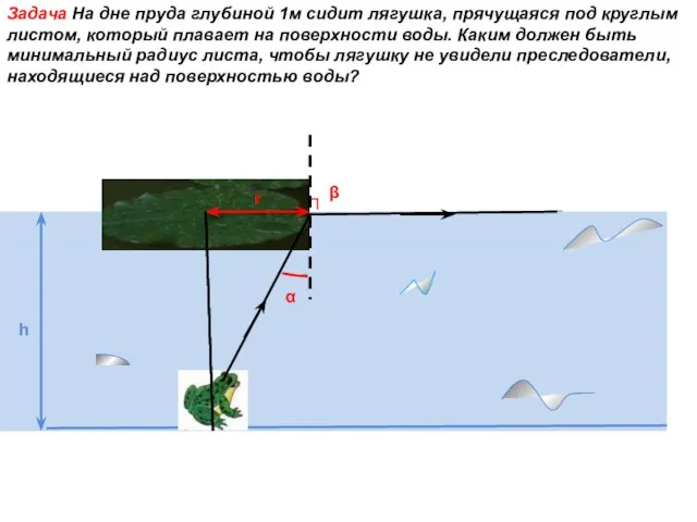 Задача На дне пруда глубиной 1м сидит лягушка, прячущаяся под круглым листом,