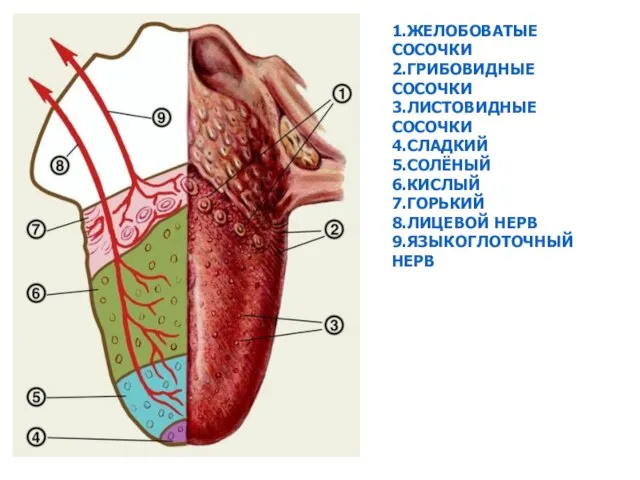 1.ЖЕЛОБОВАТЫЕ СОСОЧКИ 2.ГРИБОВИДНЫЕ СОСОЧКИ 3.ЛИСТОВИДНЫЕ СОСОЧКИ 4.СЛАДКИЙ 5.СОЛЁНЫЙ 6.КИСЛЫЙ 7.ГОРЬКИЙ 8.ЛИЦЕВОЙ НЕРВ 9.ЯЗЫКОГЛОТОЧНЫЙ НЕРВ