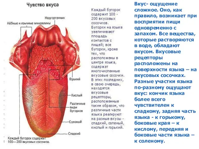 Вкус- ощущение сложное. Оно, как правило, возникает при восприятии пищи одновременно с