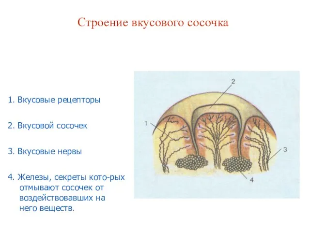 1. Вкусовые рецепторы 2. Вкусовой сосочек 3. Вкусовые нервы 4. Железы, секреты