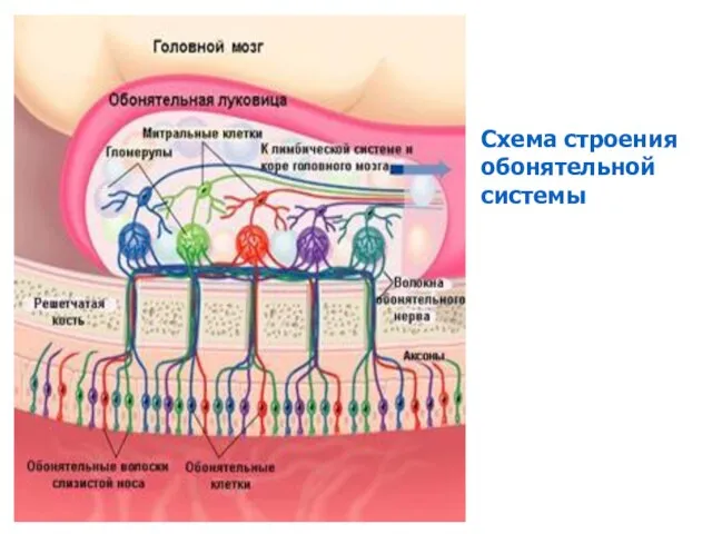 Схема строения обонятельной системы