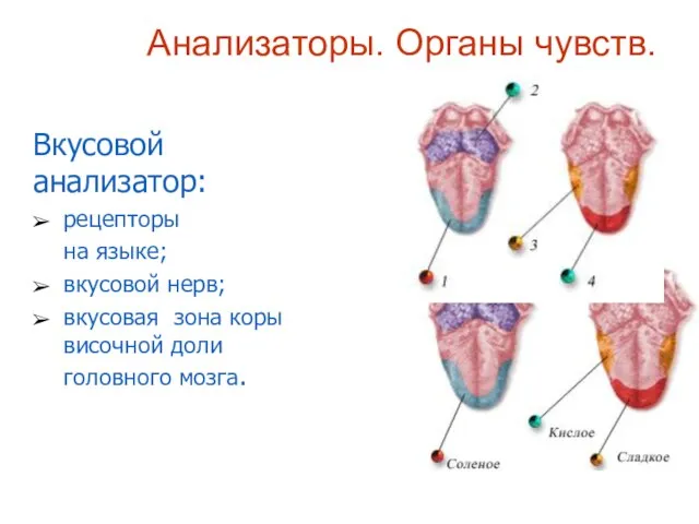 Анализаторы. Органы чувств. Вкусовой анализатор: рецепторы на языке; вкусовой нерв; вкусовая зона