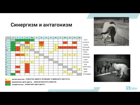 Синергизм и антагонизм