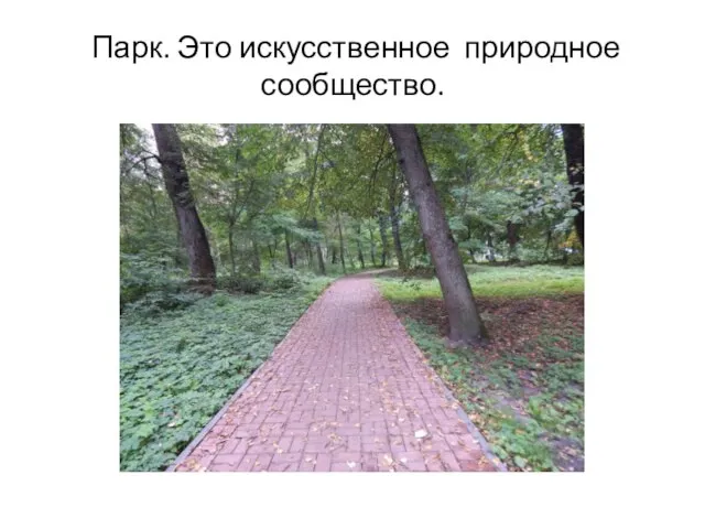 Парк. Это искусственное природное сообщество.