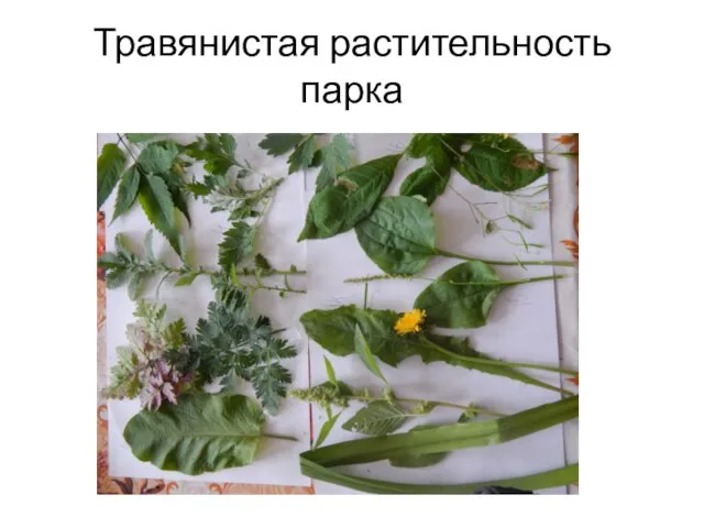 Травянистая растительность парка