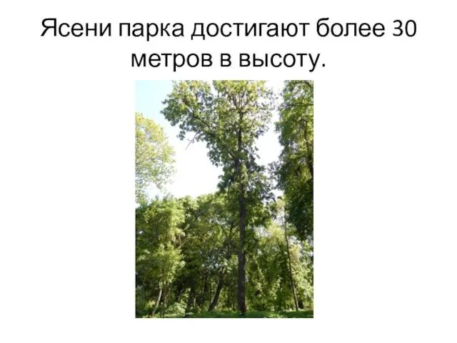 Ясени парка достигают более 30 метров в высоту.