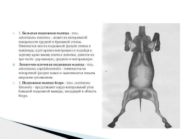 1. Большая подкожная мышца - mus. subcutaneus maximus - лежит на латеральной