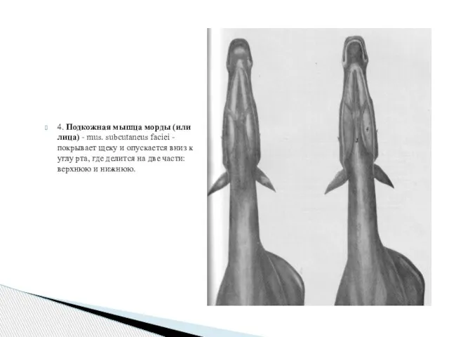 4. Подкожная мышца морды (или лица) - mus. subcutaneus faciei - покрывает