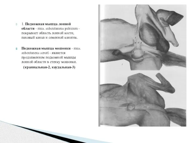 1. Подкожная мышца лонной области - mus. subcutaneus pubicum - покрывает область