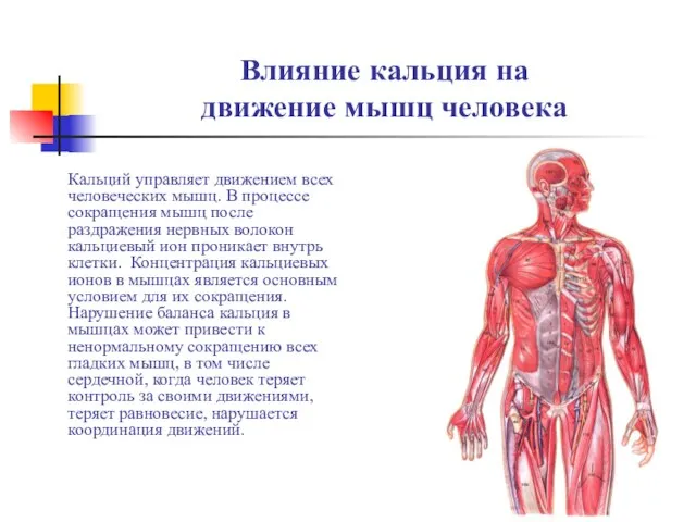 Влияние кальция на движение мышц человека Кальций управляет движением всех человеческих мышц.