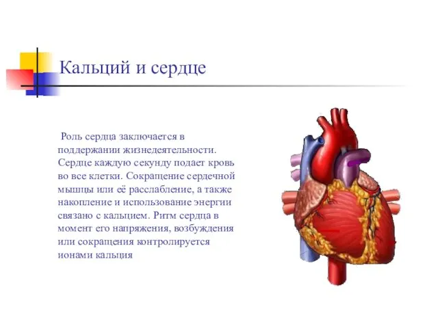 Кальций и сердце Роль сердца заключается в поддержании жизнедеятельности. Сердце каждую секунду