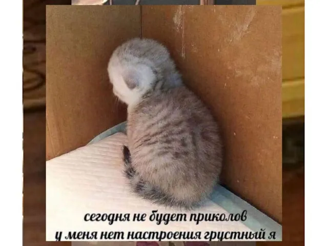 МЕМЫ С КОТАМИ