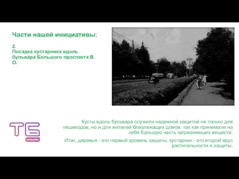 Части нашей инициативы: 2. Посадка кустарника вдоль бульвара Большого проспекта В.О. Кусты