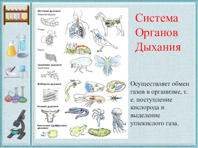 Система Органов Дыхания Осуществляет обмен газов в организме, т.е. поступление кислорода и выделение углекислого газа.