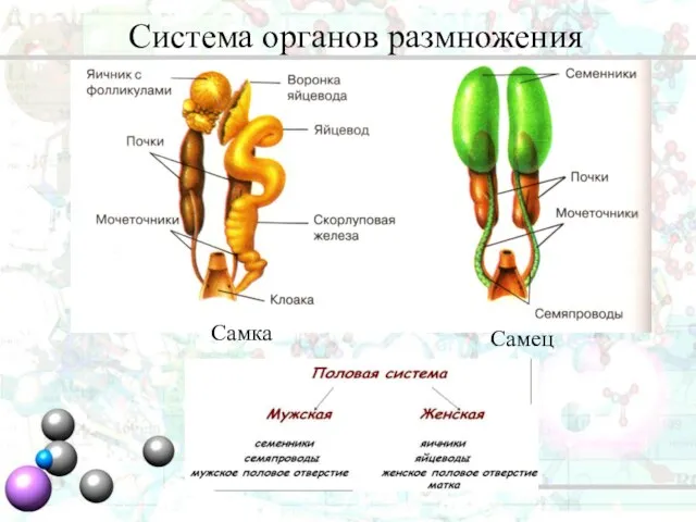 Самка Самец Система органов размножения