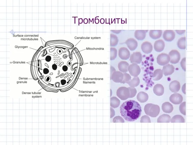 Тромбоциты