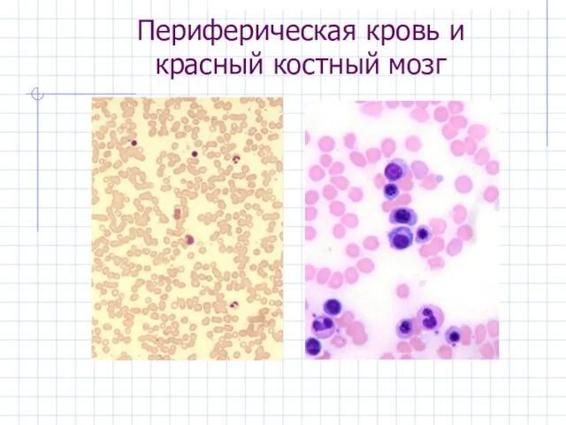 Периферическая кровь и красный костный мозг