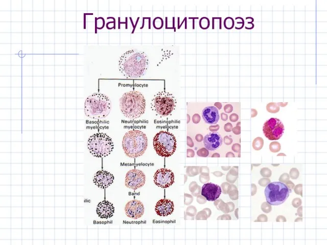 Гранулоцитопоэз