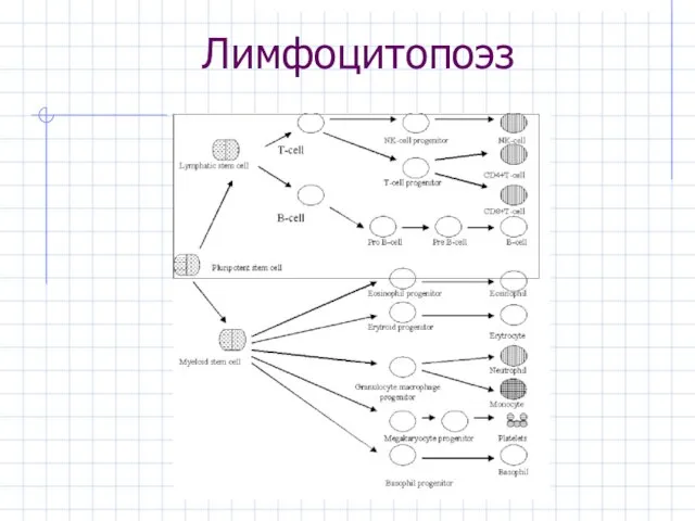 Лимфоцитопоэз