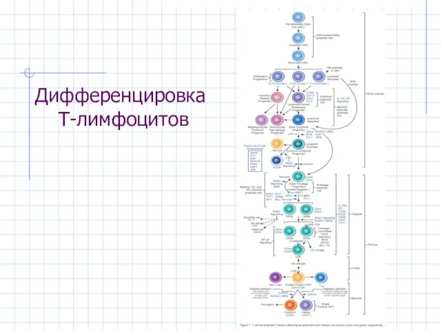 Дифференцировка Т-лимфоцитов