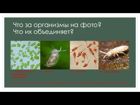 Что за организмы на фото? Что их объединяет? 1- микроводоросли Scenedesmus quadricauda