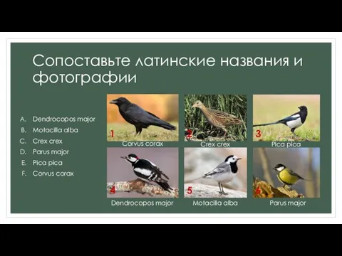 Сопоставьте латинские названия и фотографии Dendrocopos major Motacilla alba Crex crex Parus