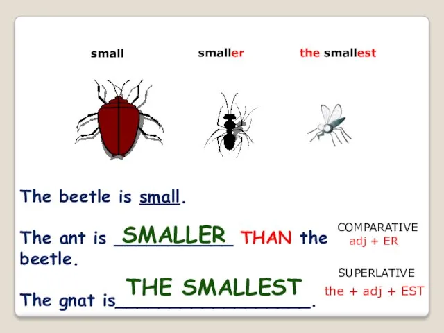 small smaller the smallest The beetle is small. The ant is ___________