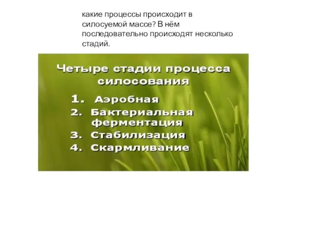 какие процессы происходит в силосуемой массе? В нём последовательно происходят несколько стадий.