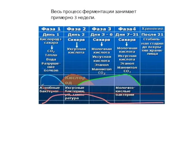 Весь процесс ферментации занимает примерно 3 недели.