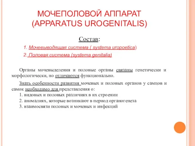 МОЧЕПОЛОВОЙ АППАРАТ (APPARATUS UROGENITALIS) Состав: 1. Мочевыводящая система ( systema uropoetica) 2.