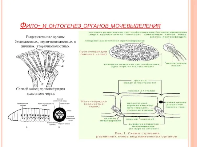 Фило- и онтогенез органов мочевыделения Слепой конец протонефридия кольчатого червя: Выделительные органы
