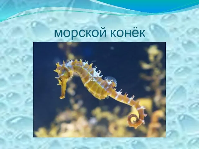 морской конёк