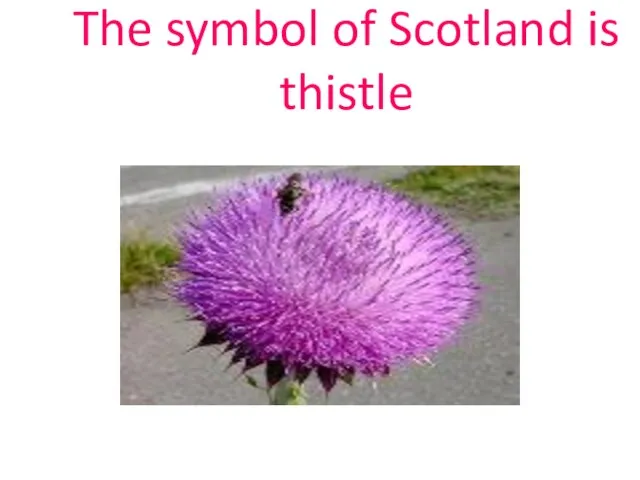 The symbol of Scotland is thistle