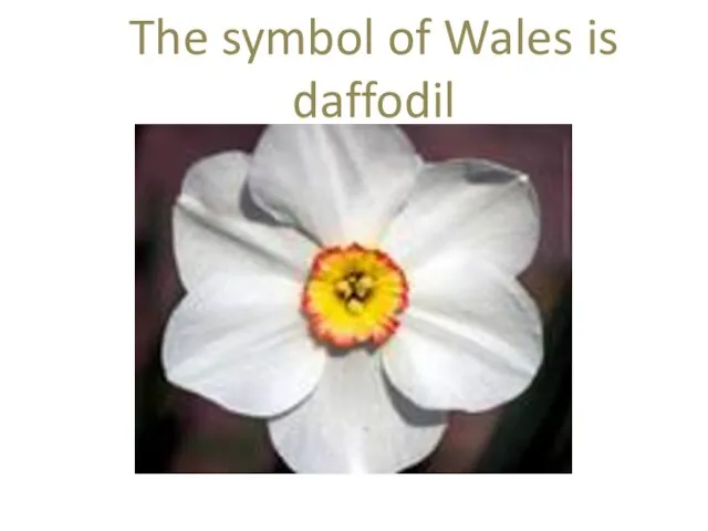 The symbol of Wales is daffodil