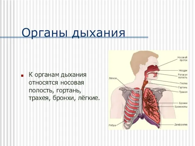 Органы дыхания К органам дыхания относятся носовая полость, гортань, трахея, бронхи, лёгкие.