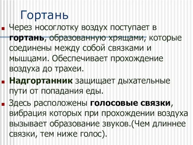 Гортань Через носоглотку воздух поступает в гортань, образованную хрящами, которые соединены между