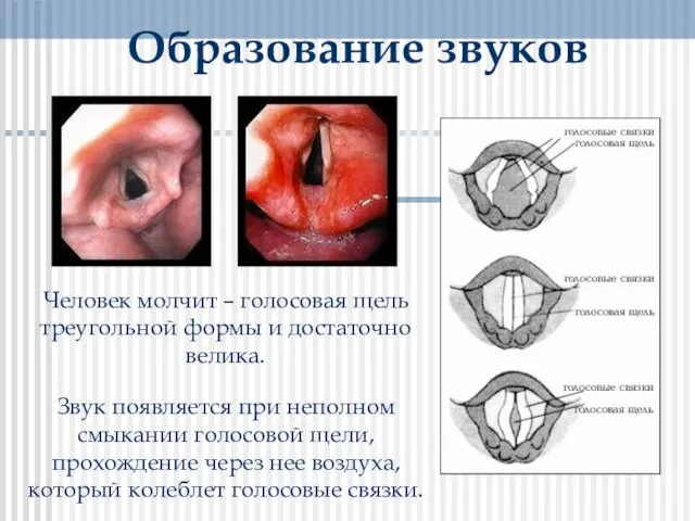 Образование звуков Человек молчит – голосовая щель треугольной формы и достаточно велика.