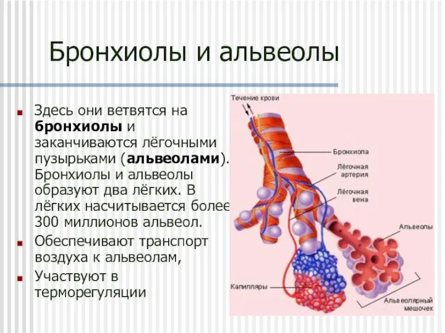 Бронхиолы и альвеолы Здесь они ветвятся на бронхиолы и заканчиваются лёгочными пузырьками